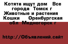 Котята ищут дом - Все города, Томск г. Животные и растения » Кошки   . Оренбургская обл.,Медногорск г.